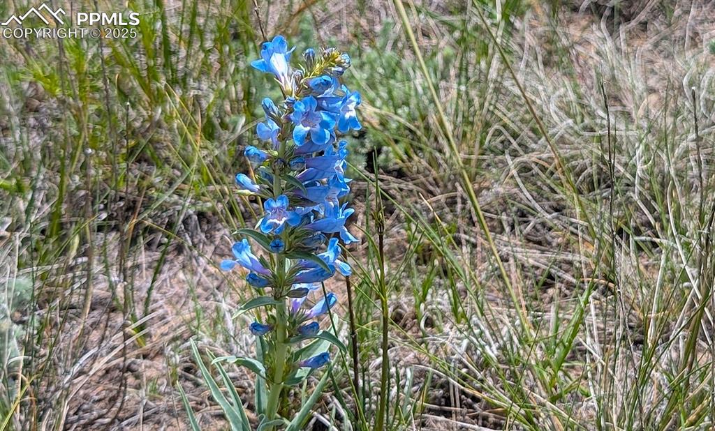 Image 16 of 24: The lavender color of the Rocky Mountain penstemon