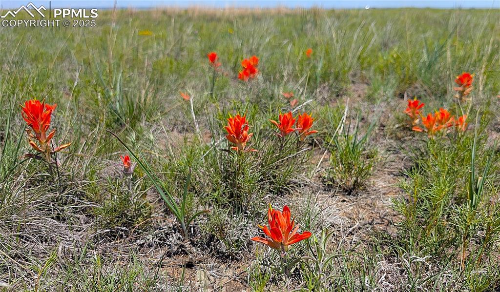 Image 17 of 24: Dashes of scarlet from the Indian Paintbrush.