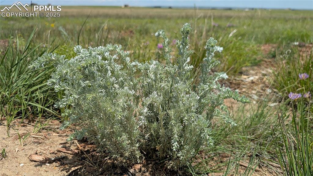 Image 18 of 24: An aromatic prairie sadebrush