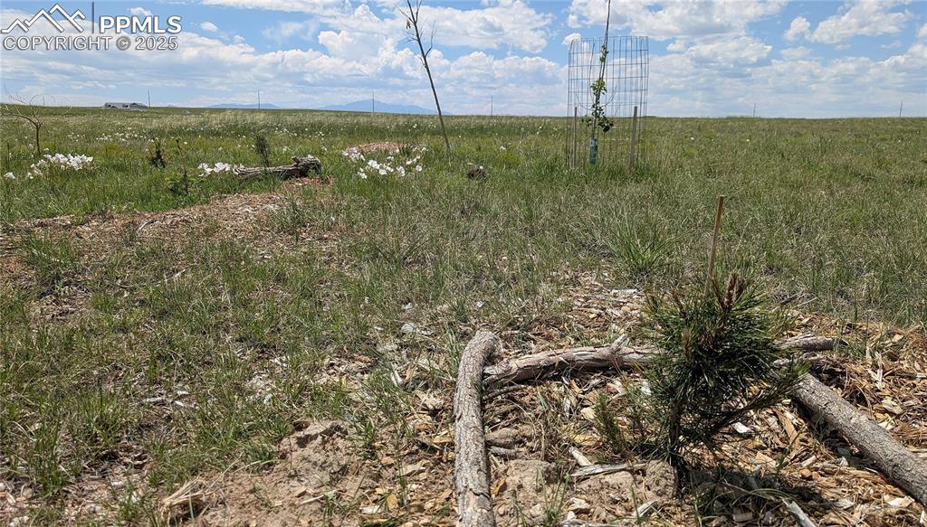 Image 24 of 24: Trees started near a possible home site location way back near the seasonal