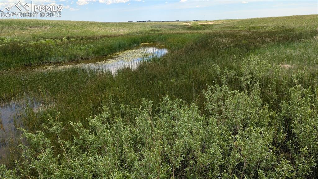 Image 4 of 24: The vegetation shows you where the water lies.