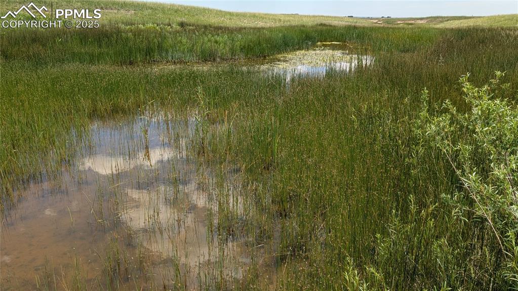 Image 5 of 24: Tadpoles are growing and wildlife enjoys the drinking water.