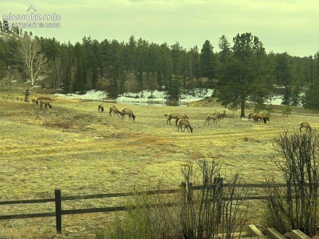 Image 3 of 32: Elk in front yard