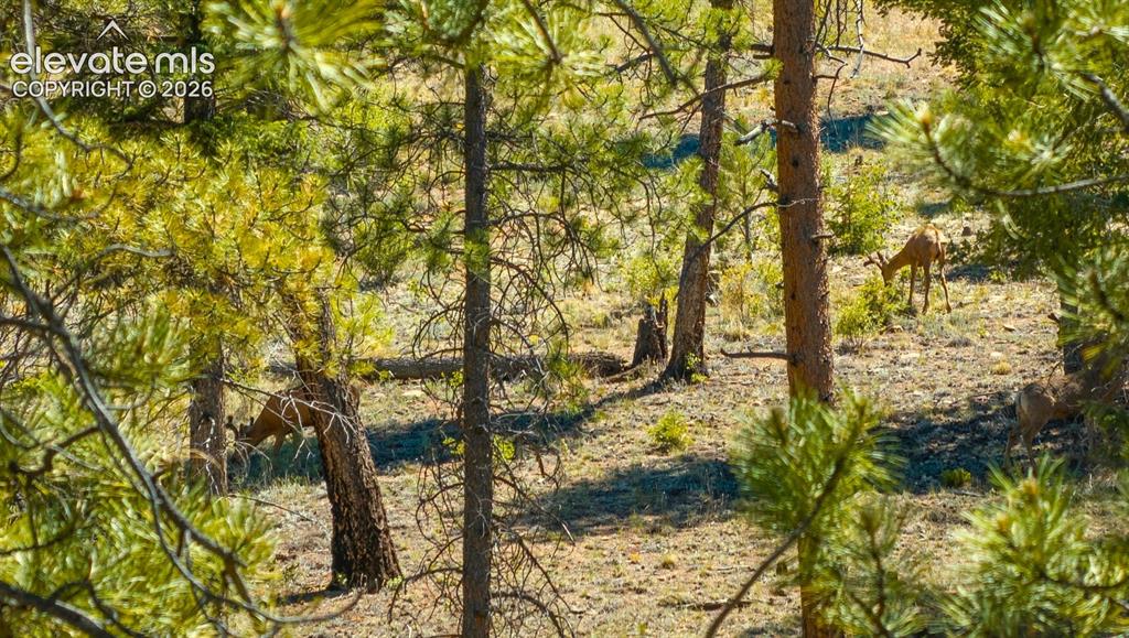 Image 4 of 32: Bucks in velvet