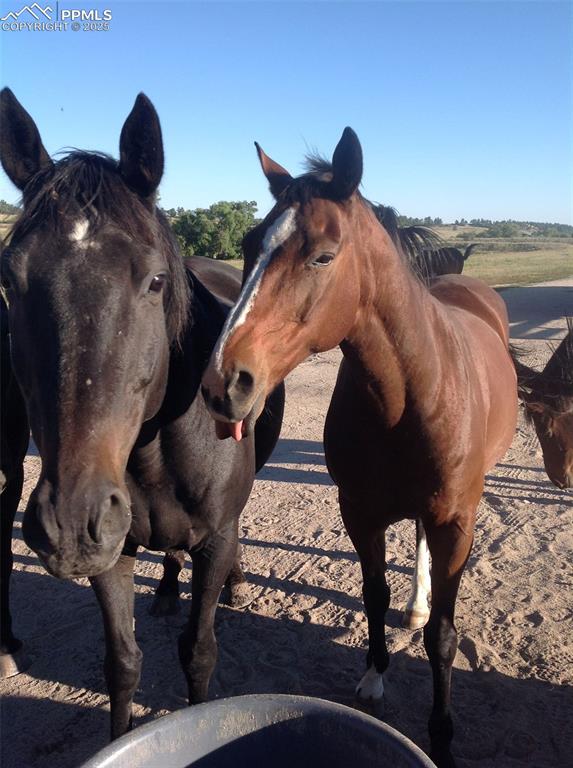 Image 10 of 24: Stable