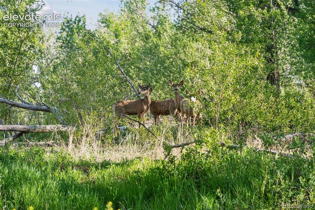 Image 50 of 50: Ample Deer and Wildlife