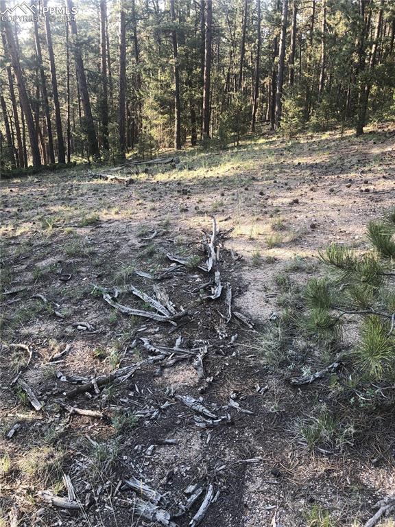 Image 11 of 13: View of local wilderness