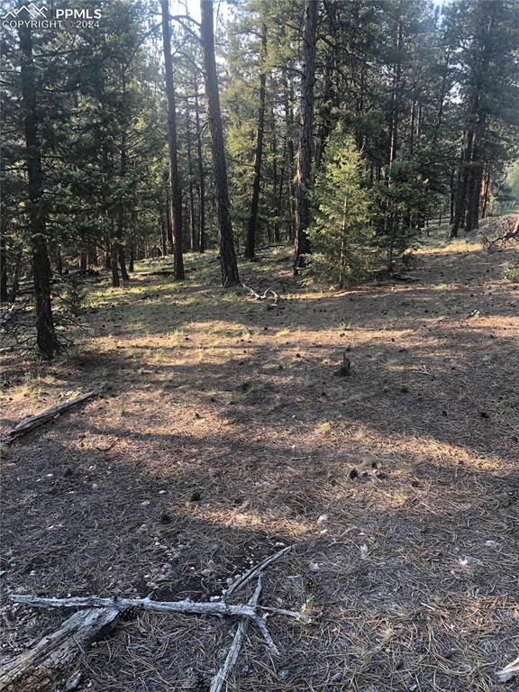 Image 13 of 13: View of local wilderness