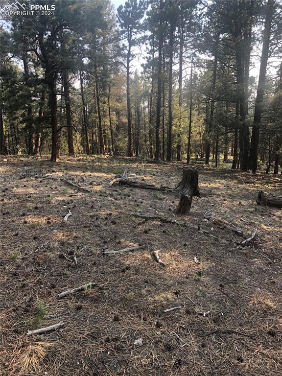 Image 3 of 13: View of local wilderness