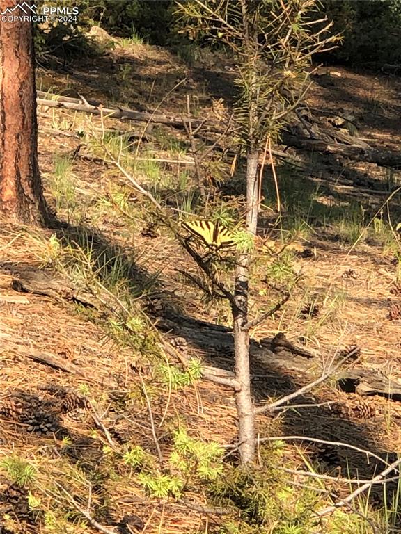 Image 4 of 13: View of mother earth