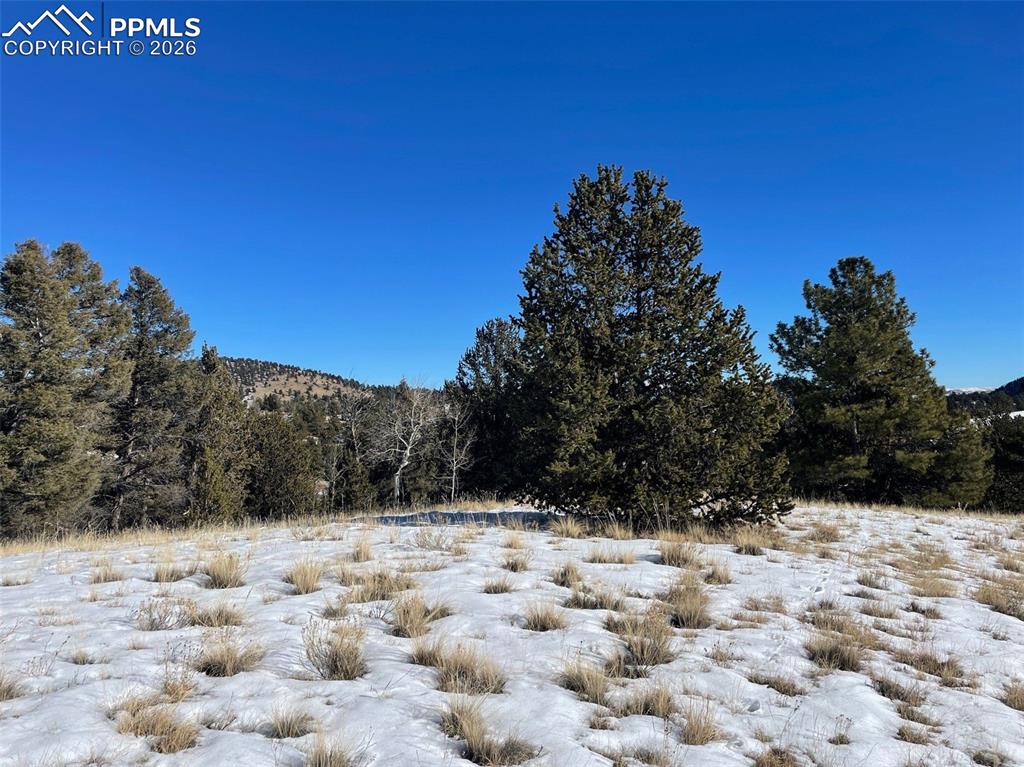 Image 12 of 12: Snowy view with a forest view