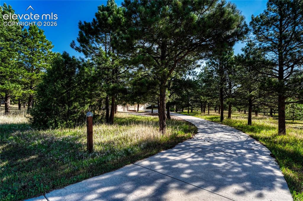 Image 10 of 50: The drive comes in through the pines.