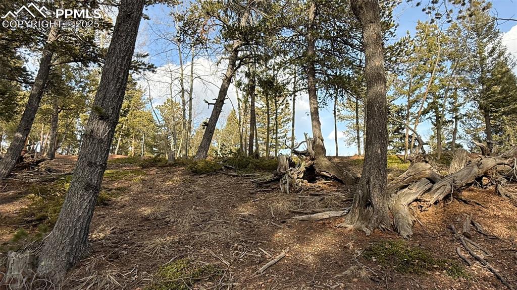 Image 20 of 26: View of local wilderness