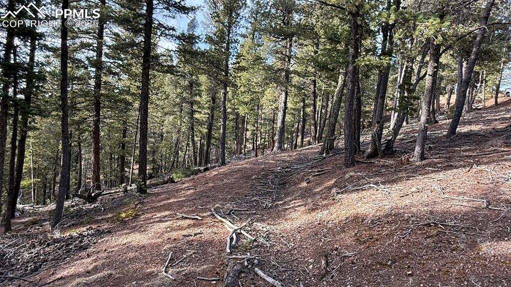 Image 3 of 26: View of local wilderness with a forest view
