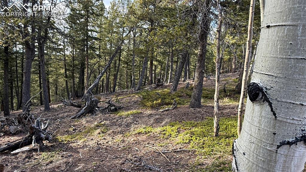 Image 4 of 26: View of local wilderness