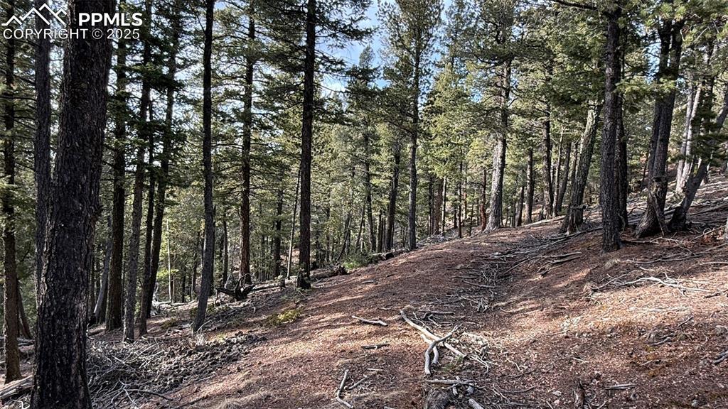 Image 9 of 26: View of local wilderness featuring a wooded view