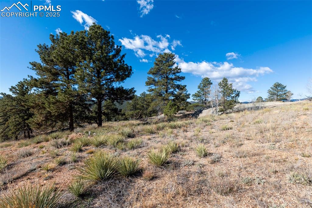 Image 36 of 50: Yard