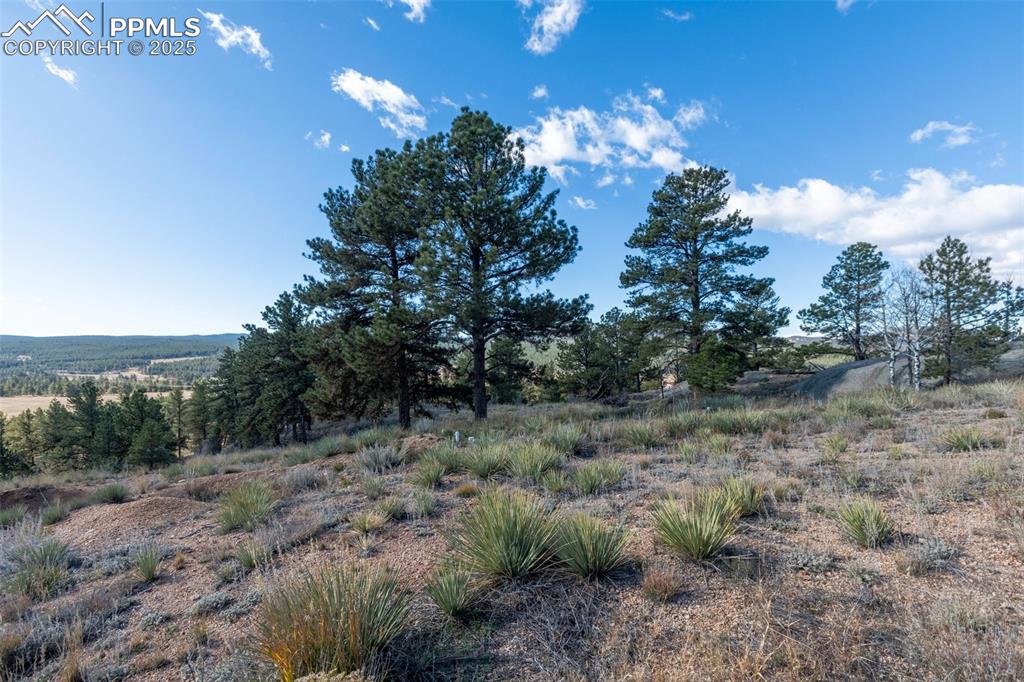 Image 40 of 50: Yard