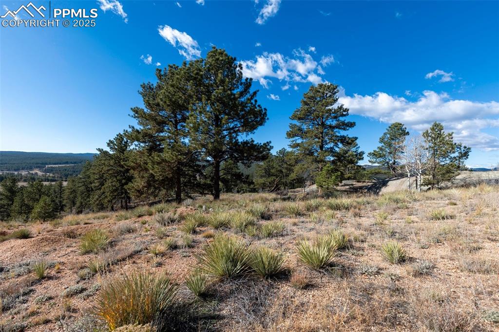 Image 41 of 50: Yard