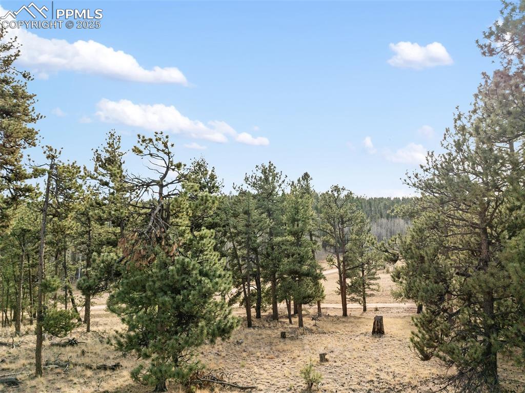 Image 10 of 30: View of woods