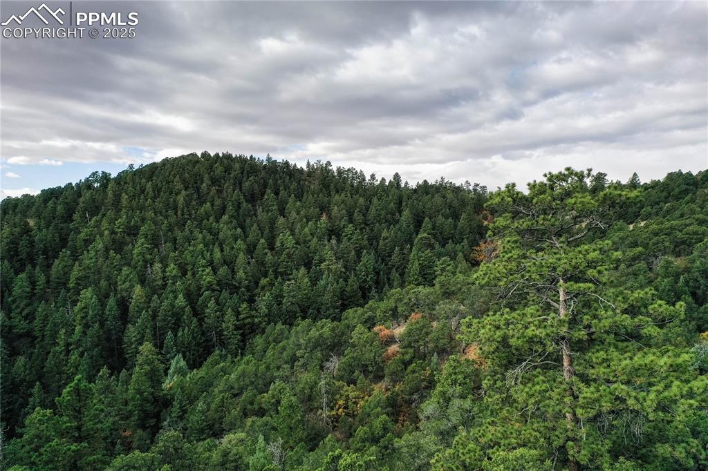 Image 20 of 23: Picturesque pines surround the property
