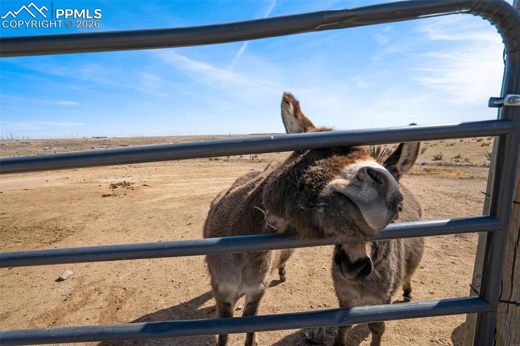 Image 33 of 34: Stable