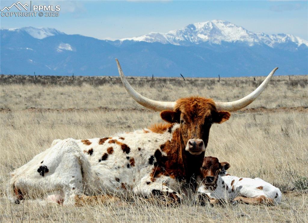 Image 5 of 13:  GRAZING TEXAS LONGHORN CATTLE.