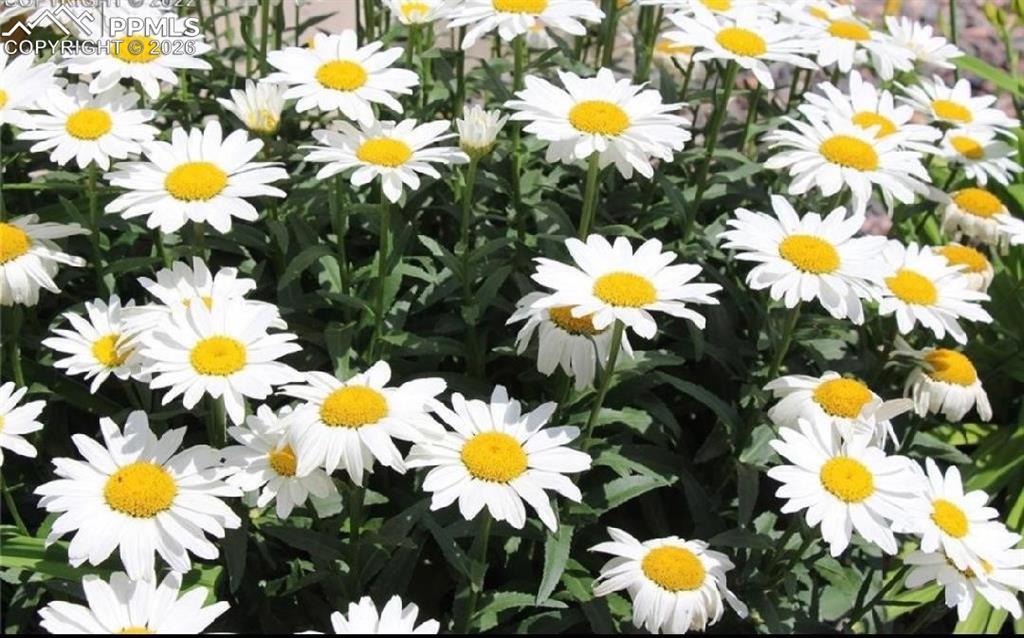 Image 30 of 30: Flowers in Springtime!