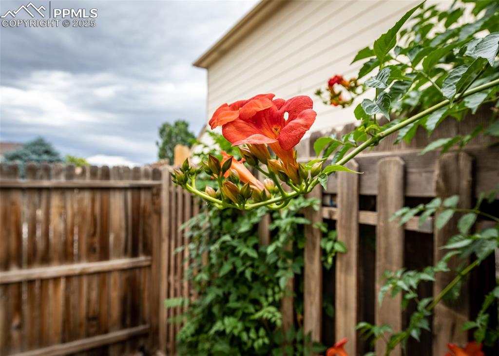 Image 31 of 34: Yard