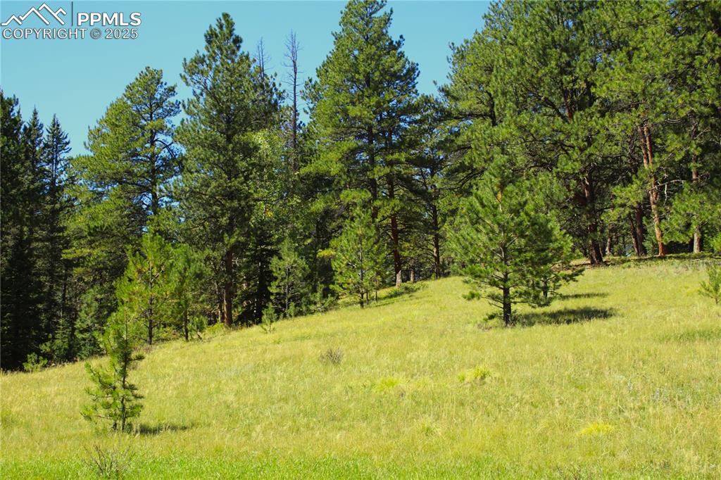 Image 11 of 16: View of local wilderness
