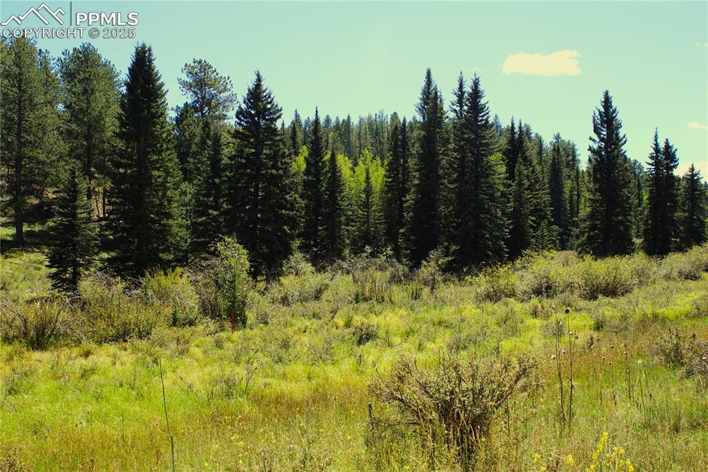 Image 12 of 16: View of wooded area