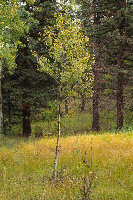 Image 13 of 16: elk rubbed tree