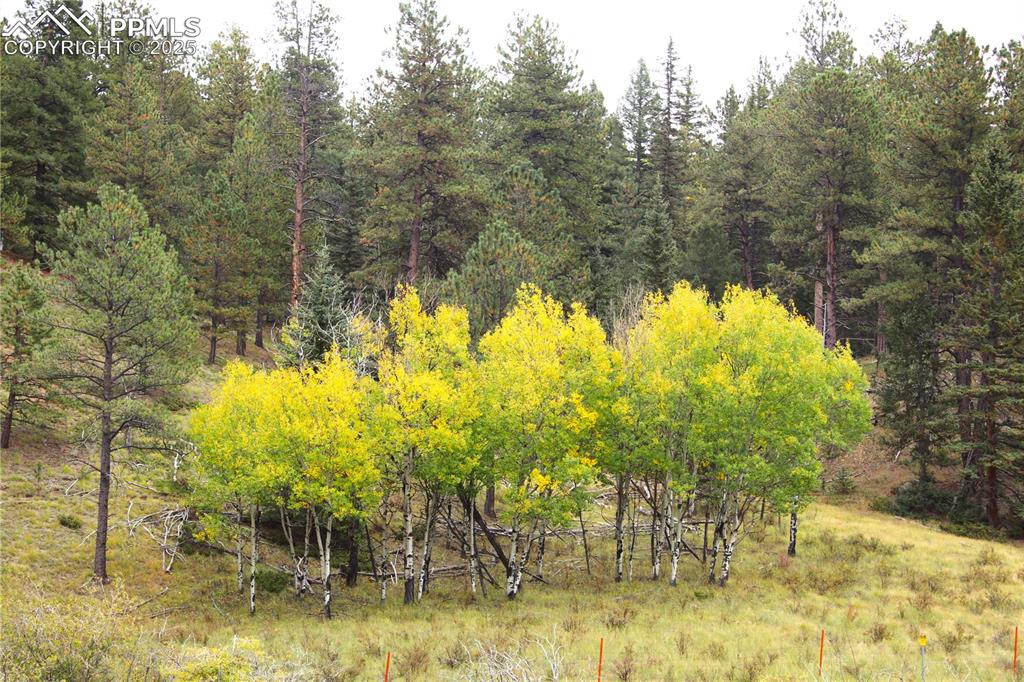 Image 14 of 16: Changing aspen