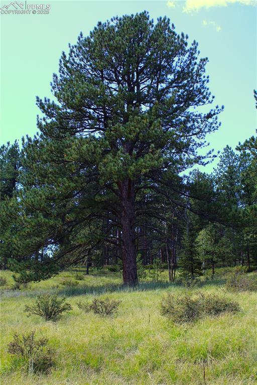 Image 2 of 16: Large Ponderosa pine