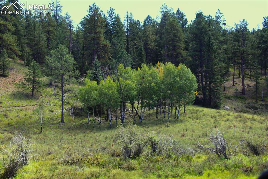 Image 3 of 16: Aspen grove