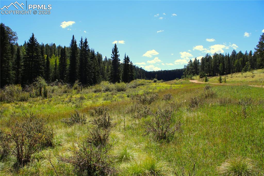 Image 9 of 16: View of tree filled area featuring a rural view