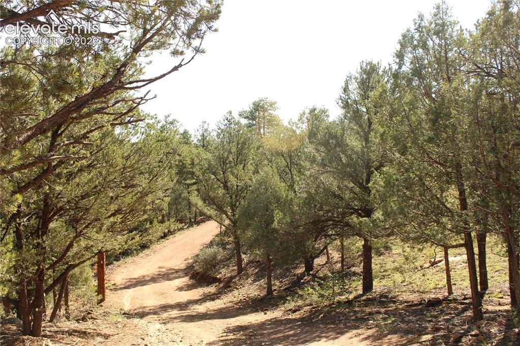 Image 13 of 33: Mature trees