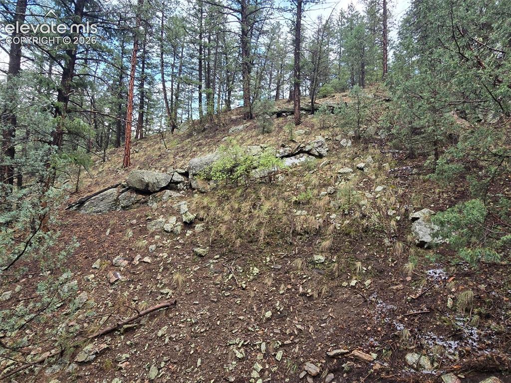 Image 33 of 33: Wooded hillside with mature pine trees and natural rock formations