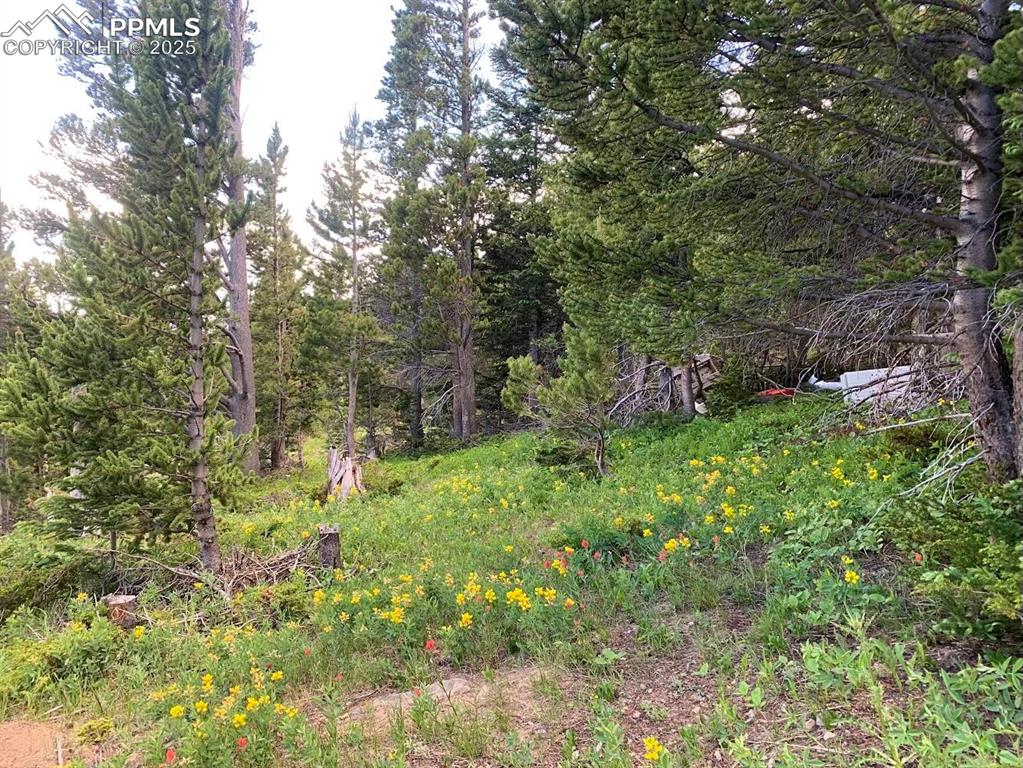 Image 11 of 13: Yard