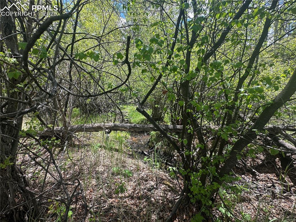 Image 13 of 36: View of run off fed creek