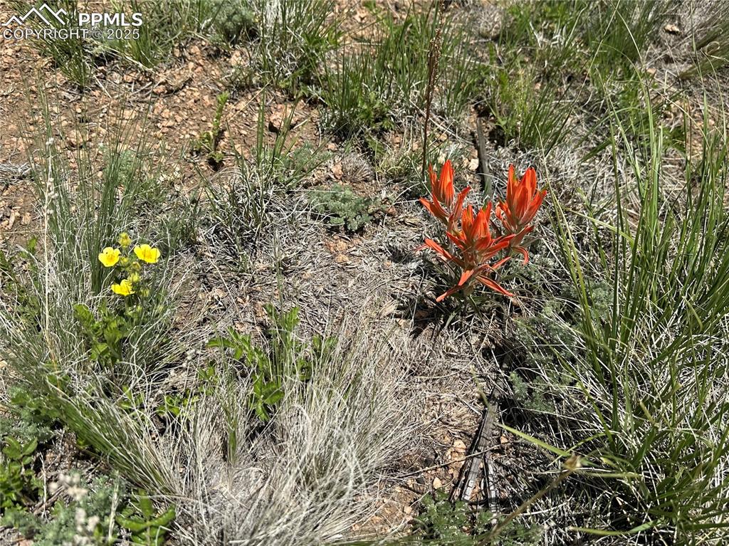 Image 18 of 36: Native flowers