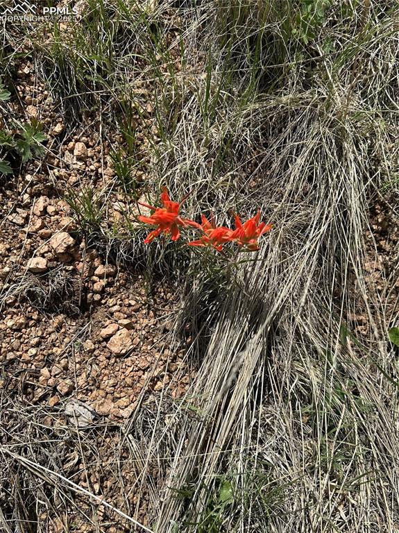 Image 19 of 36: Native flowers