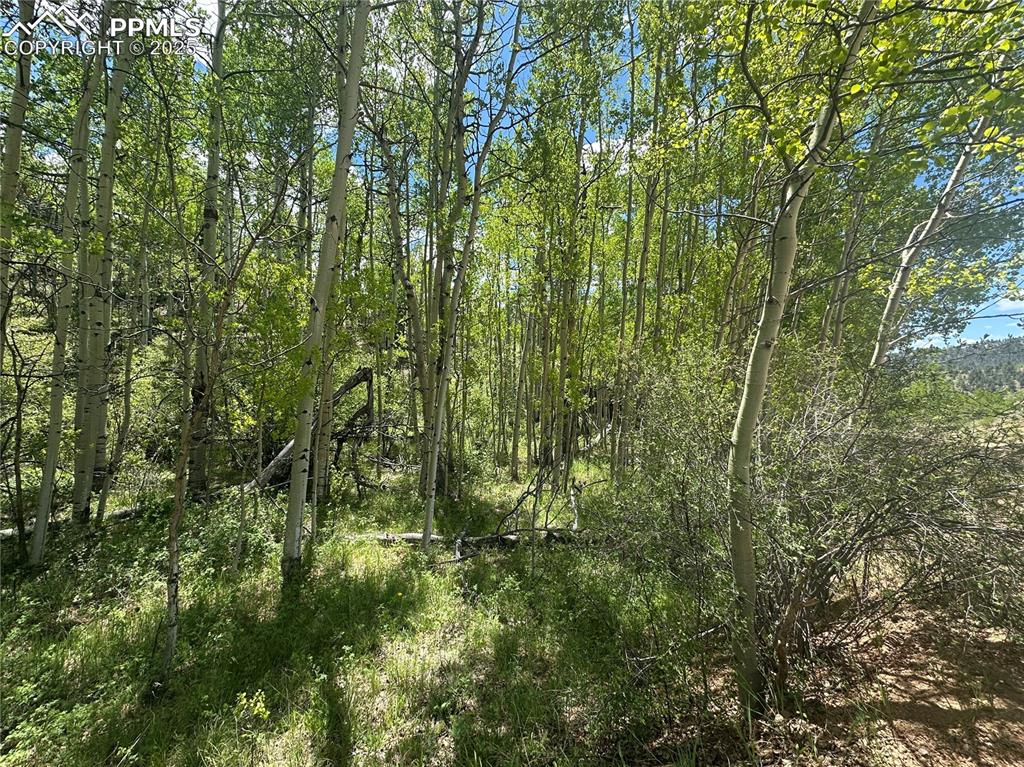 Image 2 of 36: View of gorgeous Aspen tree filled lot