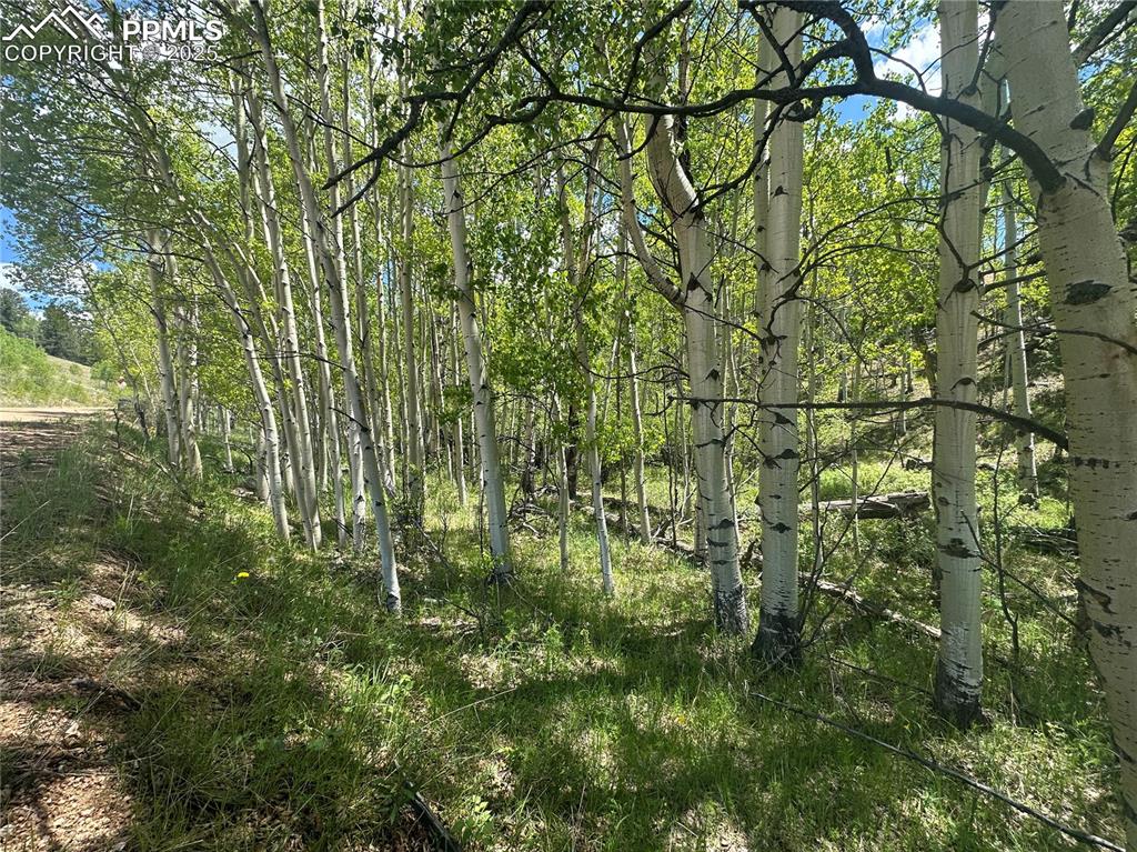 Image 5 of 36: View of gorgeous Aspen tree filled lot