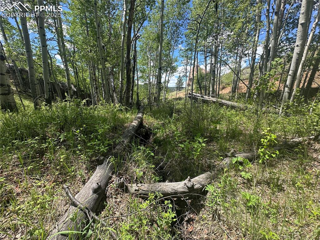 Image 8 of 36: View of gorgeous Aspen tree filled lot w/run off fed creek