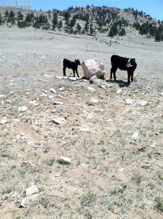 Image 21 of 22: Yard