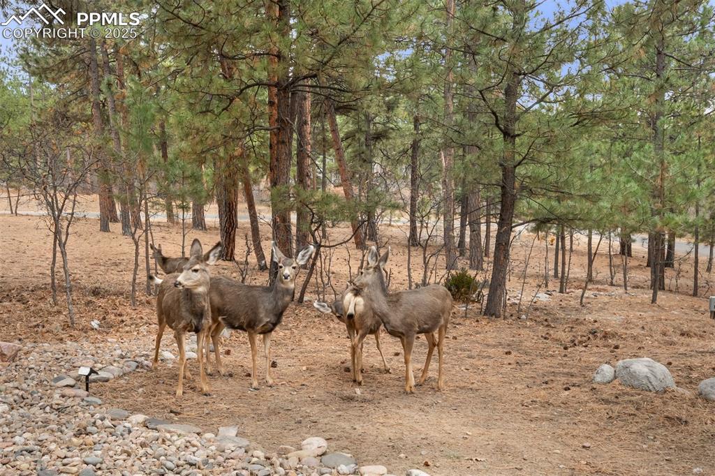 Image 31 of 31: Backyard views often include native wildlife, offering a quiet connection t