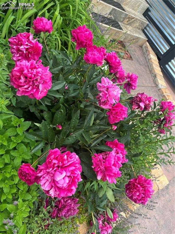 Image 39 of 49: Flowers everywhere!