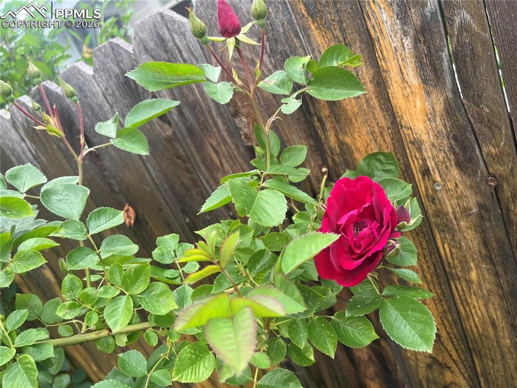 Image 43 of 49: Flowers everywhere!