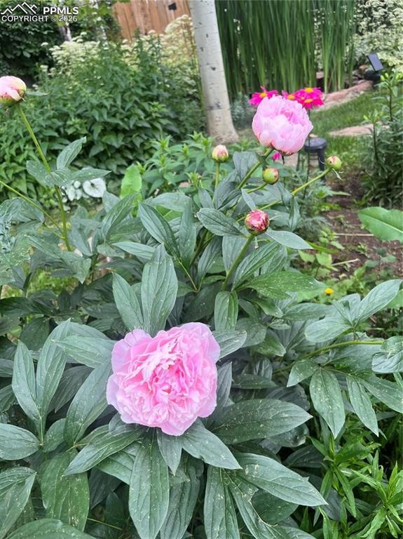 Image 45 of 49: Flowers everywhere!